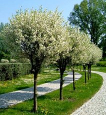 Prunus maackii 8/10 HO BW | MANTSJOERIJSE KERS