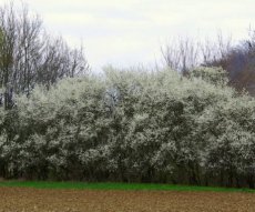 Prunus mahaleb 25 st. 60-90  BW  |  WEICHSELBOOM - WEICHSELKERS