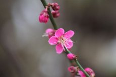 Prunus mume 'Beni-Chidori' - Japanse abrikozenboom 80-100 C8