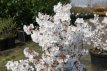 Prunus nip.'Brillant' 40/50 C4 Prunus nipponica 'Brillant' - Sierkers  40-50C C4