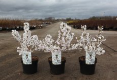 Prunus nip.'Brillant' 40/50 C4 Prunus nipponica 'Brillant' - Sierkers  40-50C C4