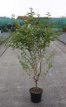 Prunus nip.'Brillant' 60/80 C5 Prunus nipponica 'Brillant' - Sierkers  60-80 C5