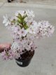 Prunus nip.'Brillant' 60/80 C5 Prunus nipponica 'Brillant' - Sierkers  60-80 C5