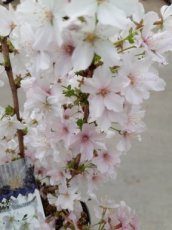 Prunus nipponica 'Brillant' - Sierkers  60-80 C5