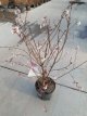 Prunus nip.'Ruby' 100/125 C8 Prunus nipponica  'Ruby' - Sierkers 100-125 C8