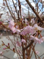 Prunus nipponica  'Ruby' - Sierkers 100-125 C8