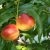 Prunus persica nucipersica 'Ambra' HA C10 Prunus persica nucipersica 'Ambra' HA C10 | Nectarine