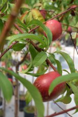 Prunus persica nucipersica 'Early Blaze'  BW | Nectarine