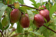 Prunus persica nucipersica 'Fantasia'  BW | Nectarine