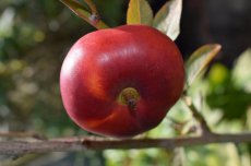 Prunus persica nucipersica 'Flateryna' | Platte Nectarine C7