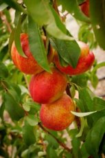 Prunus persica nucipersica 'Madame Blanchet' | Nectarine STR C7