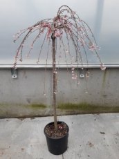 Prunus persica hybr. 'Pink Cascade' - Treur Sierperzik HA C18