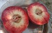 Prunus persica 'Rubira' STR C5 Prunus persica 'Rubira'® | Roodbladige - Roodvlezige perzik C5