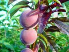 Prunus persica 'Rubira'® | Roodbladige - Roodvlezige perzik C5