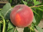 Prunus persica 'Saggitaria'  | Perzik HA C7
