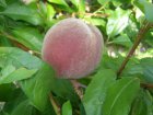 Prunus persica 'Sanguine de Savoie' | Roodvlezige perzik-Bloedperzik STR C7