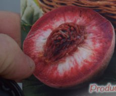 Prunus persica 'Sanguine de Savoie' BW | Roodvlezige perzik-Bloedperzik