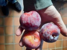 Prunus salicina 'Santa Rosa' HALFSTAM | Japanse rode pruim C10