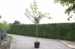 Prunus sargentii  6/8 HA C18 Prunus sargentii  6/8 HA C18 SIERKERS