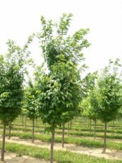 Prunus sargentii  6/8 HA C18 SIERKERS