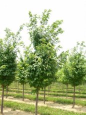 Prunus sargentii  6/8 HA  SIERKERS