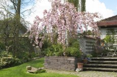 Prunus serrulata 'Kiku-shidare-zakura' 6/8 HA JAPANSE SIERKERS