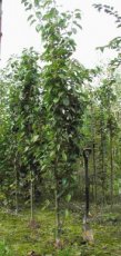 Prunus serrulata  ‘Amanogawa’ 6/8  HA  SIERKERS