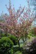 Prunus serrulata 'Kanzan' 6/8 HO Prunus serrulata 'Kanzan'  6/8  HO SIERKERS