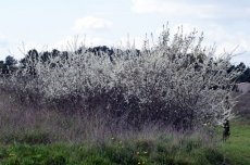 Prunus spinosa 25 st. 60-90  BW  |  SLEEDOORN