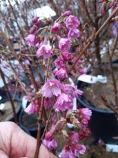 Prunus subhirtella 'Fukubana' - Sierkers 100-125 C12