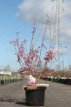 Prunus subh.'Fukubana' 60/80 C8 Prunus subhirtella 'Fukubana' - Sierkers 60-80 C8