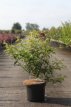 Prunus subh.'Fukubana' 60/80 C8 Prunus subhirtella 'Fukubana' - Sierkers 60-80 C8