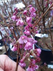 Prunus subhirtella 'Fukubana' - Sierkers 60-80 C8