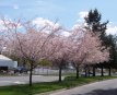 Prunus subhirtella  ‘Autumnalis Rosea’ 6/8 HA Prunus subhirtella  ‘Autumnalis Rosea’  6/8  HA  C18 SIERKERS