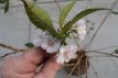 Prunus subhirtella  ‘Autumnalis Rosea’ 6/8 HA Prunus subhirtella  ‘Autumnalis Rosea’  6/8  HA  C18 SIERKERS