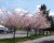 Prunus subhirtella ‘Autumnalis Rosea’ 8/10 HO Prunus subhirtella  ‘Autumnalis Rosea’ 8/10 HO  SIERKERS