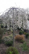 Prunus subhirtella ‘Pendula Alba’  6/8  HA C18 TREURSIERKERS
