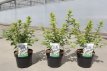 Prunus tomentosa 25/30 C3 Prunus tomentosa - Sierkers-Nanking-kers 25-30 C3