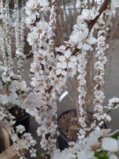 Prunus tomentosa - Sierkers-Nanking-kers 25-30 C3