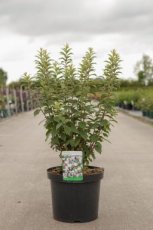 Prunus tomentosa 40/50 C10 Prunus tomentosa - Sierkers-Nanking-kers 40-50 C10