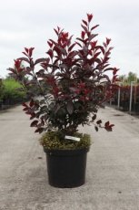 Prunus x cistena 60/80 C10 Prunus x cistena - Sierkers-Kers 60-80 C10