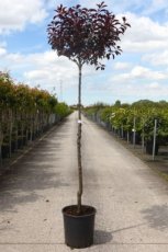 Prunus x cistena 6/8 HA C18 SIERKERS-KERS