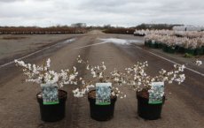 Prunus x subhirtella Snow Fountains® 30/40 C4 Prunus x subhirtella Snow Fountains® - Sierkers 30-40 C4