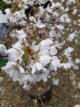 Prunus x subhirtella Snow Fountains®  - Stam 40 Prunus x subhirtella Snow Fountains®(=Snofozam)  - Sierkers - Stam 40 cm  C12