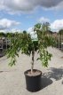 Prunus x subhirtella Snow Fountains®  - Stam 40 Prunus x subhirtella Snow Fountains®(=Snofozam)  - Sierkers - Stam 40 cm  C12