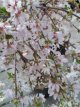 Prunus x subhirtella Snow Fountains®  - Stam 40 Prunus x subhirtella Snow Fountains®(=Snofozam)  - Sierkers - Stam 40 cm  C12