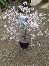 Prunus x subhirtella Snow Fountains®(=Snofozam)  - Sierkers - Stam 40 cm  C12