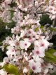 Prunus yedoensis 125/150 C18 Prunus yedoensis - Yoshinokers 125-150 C18