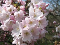 Prunus yedoensis - Yoshinokers 125-150 C18