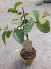 Psidium guajava | Guave 35-40 C7